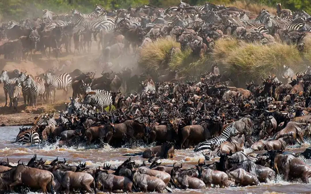7-Day Great Migration Safari