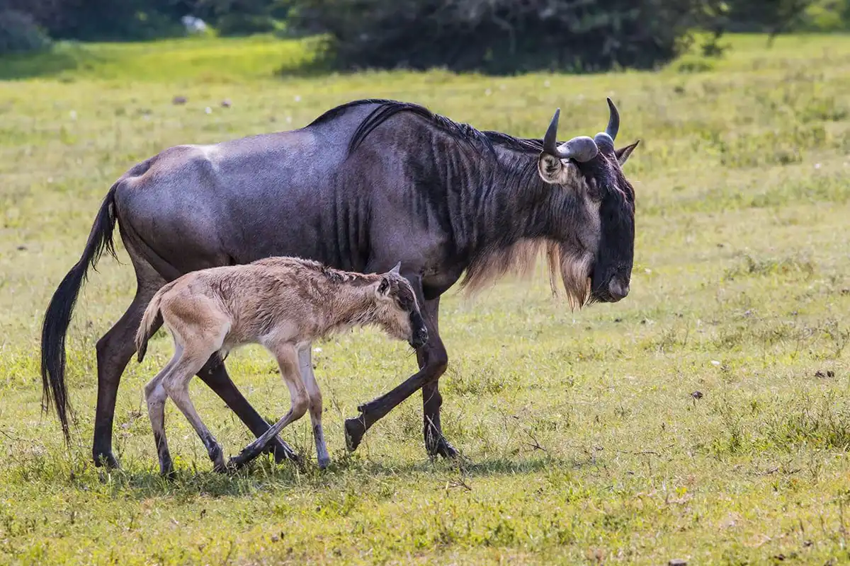 8-Day Calving Season Safari