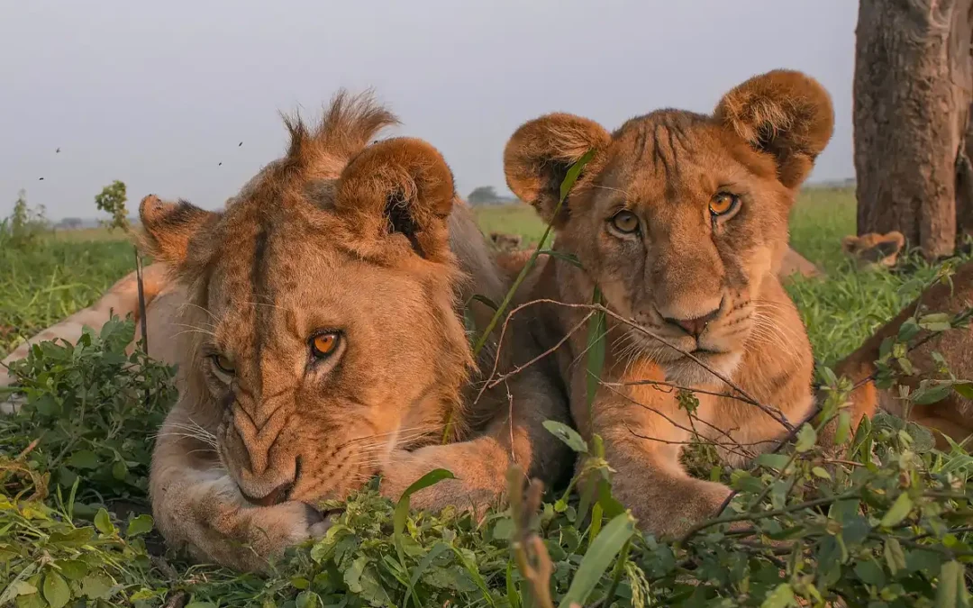 8-Day Signature Northern Tanzania Safari